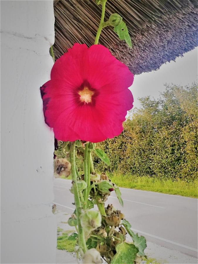 شقة The Whispering Apple Garden Retreat Morud المظهر الخارجي الصورة